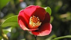 Flowers Japan red flowers camellias