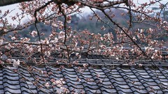 Flowers Japan roofs cherry blossoms flowered trees