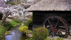 Flowers Japan spring barn streams cherry blossoms flowered trees