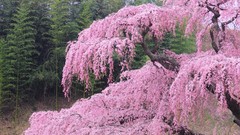 Flowers Japan spring cherry blossoms flowered trees