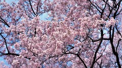 Flowers Japan spring cherry blossoms flowered trees