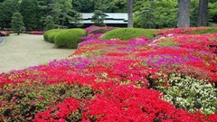 Flowers Japan spring Japanese gardens