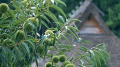 Flowers Japan spring lychee