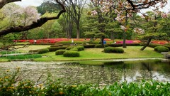 Flowers Japan spring rivers Japanese gardens flowered trees