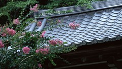 Flowers Japan spring roofs asian architecture