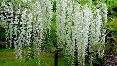Flowers Japan spring white flowers wisteria