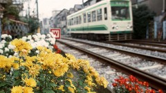 Flowers Japan tram Japanese cities railroad tracks trains