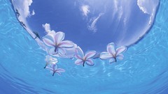 Flowers Japan underwater Okinawa