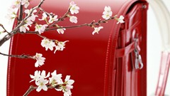 Flowers Japan white flowers purses