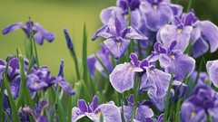 Flowers Japanese purple flowers Irises
