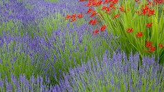 Flowers lavender Crocosmia