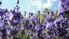 Flowers lavender purple flowers