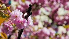 Flowers leaves nature attila