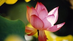 Flowers leaves pink flowers Daylilies