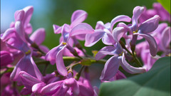 Flowers leaves Plants lilac