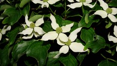 Flowers leaves white flowers hybrid dogwood