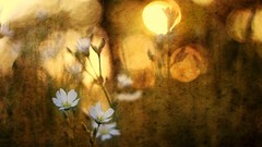 Flowers light another world artwork