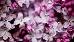 Flowers lilac