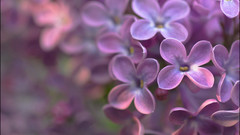Flowers lilac flower