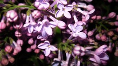 Flowers lilac purple flowers