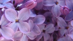 Flowers lilac purple flowers