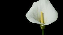 Flowers Lilies black background