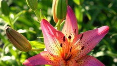 Flowers Lilies Tiger Lillies