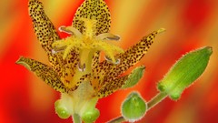 Flowers Lilies toad Spotted