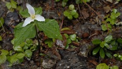 Flowers Lilies trillium