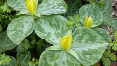 Flowers Lilies yellow flowers trillium