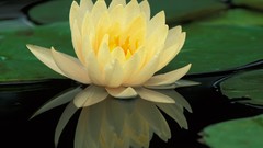 Flowers lily pads reflections
