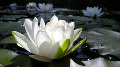 Flowers lily pads white