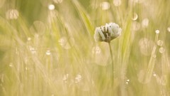 Flowers Linux ubuntu gnu