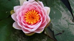 Flowers lotus flower