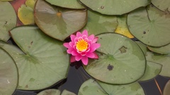 Flowers lotus flower