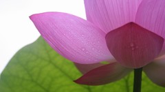Flowers lotus flower