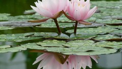 Flowers lotus flower