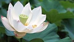 Flowers lotus flower white