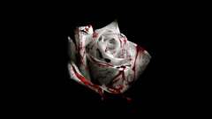 Flowers macabre roses Simple