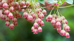 Flowers macro bellflower