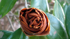 Flowers macro blume flower