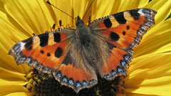 Flowers macro Butterflies close-up