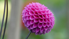 Flowers macro dahlias pink
