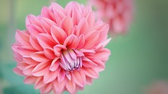 Flowers macro dahlias pink