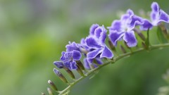 Flowers macro flora close-up