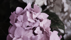 Flowers macro flyers nature