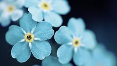 Flowers macro Forget-me-nots blue