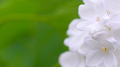 Flowers macro green background