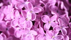 Flowers macro lilac pink