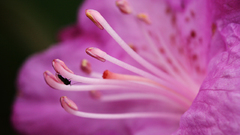 Flowers macro pink flowers